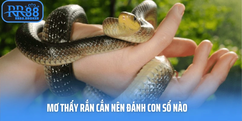 Mơ thấy rắn cắn nên đánh con số nào