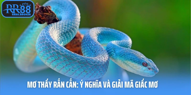 Mơ thấy rắn cắn