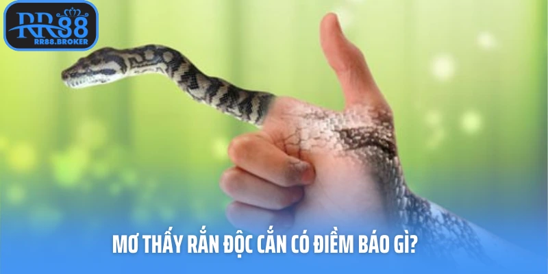 Mơ thấy rắn độc cắn có điềm báo gì?